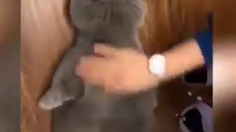 "Cat Comedy Class