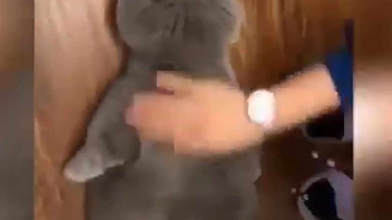 "Cat Comedy Class