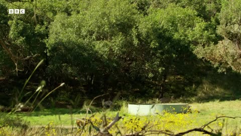 ‎Bear Family Searches for Water | Wild Mexico | BBC Earth