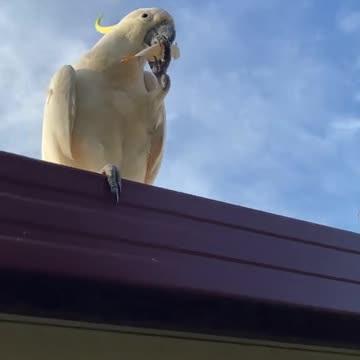 Australian birds 🦅
