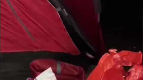 What would you do if you saw this while camping?