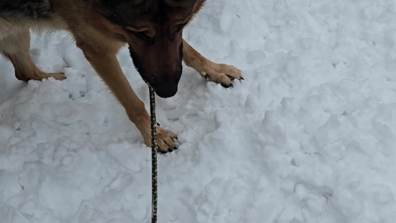 Snow digging.