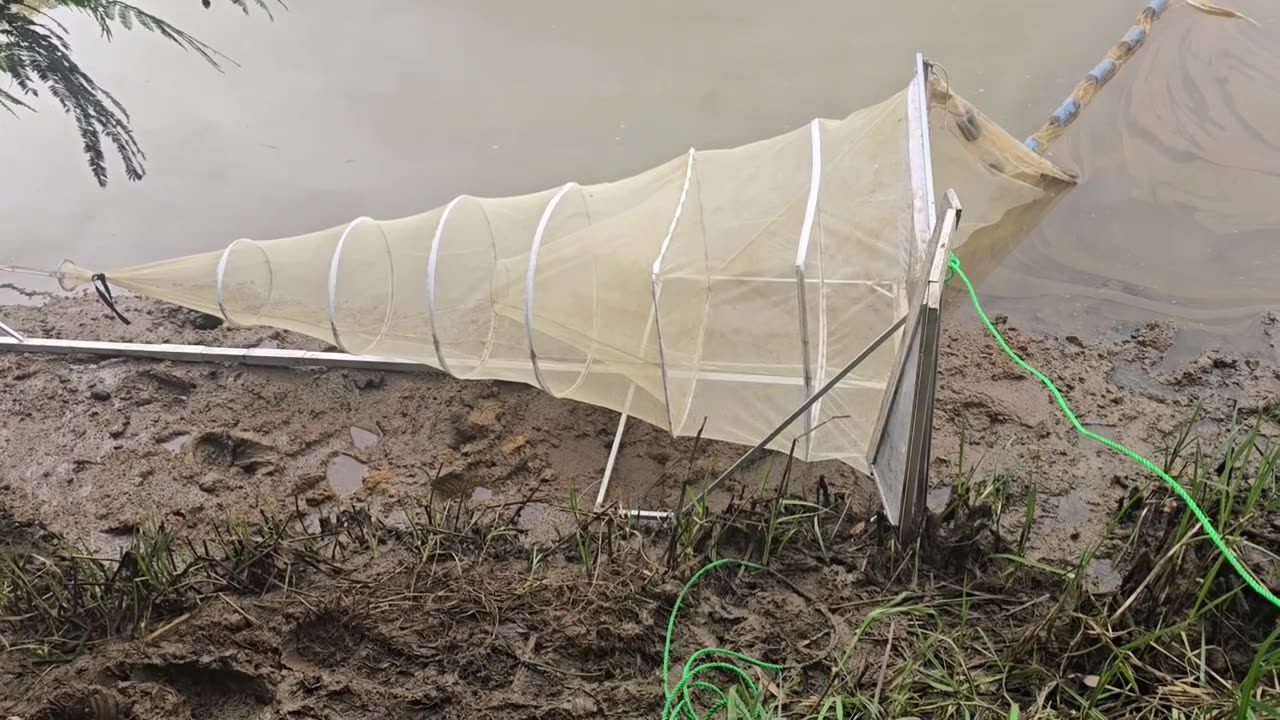 Best day whitebaiting so far