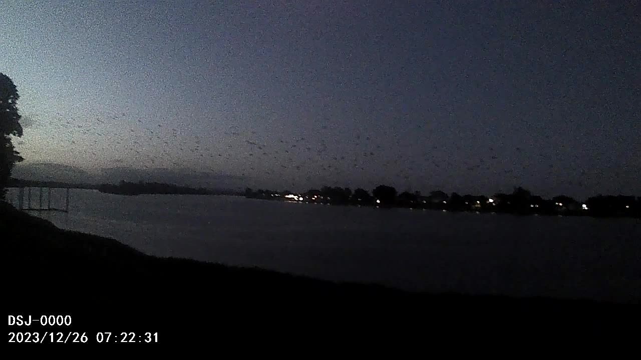 Bat Highways in the Sky at Twilight 🦇🦇🦇🦇🦇🦇 😮🤗😍🦇🦇🦇🦇🦇🌙