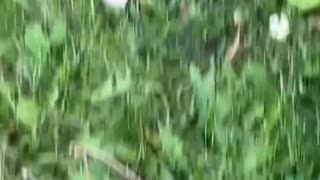 Another Juan bites the dust in Cicero, Illinois this morning. Adios amigo! My apologies