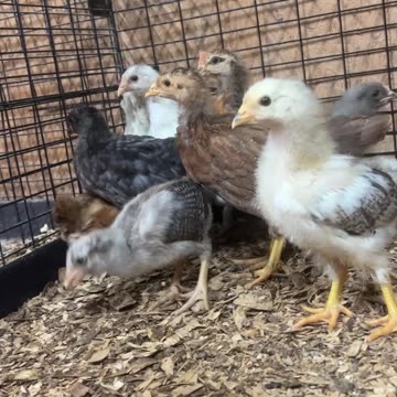 Chicks starting to get their feathers