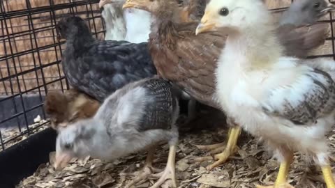Chicks starting to get their feathers