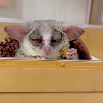 Yoda in his younger days 😊