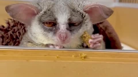 Yoda in his younger days 😊