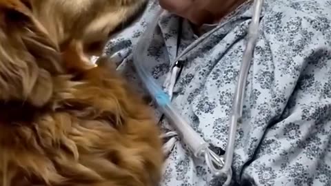 Transform Any Dog or Cat Into a Well-Behaved Companion! 🐶🐱