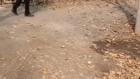 Cute Pets And Funny Animals Compilation