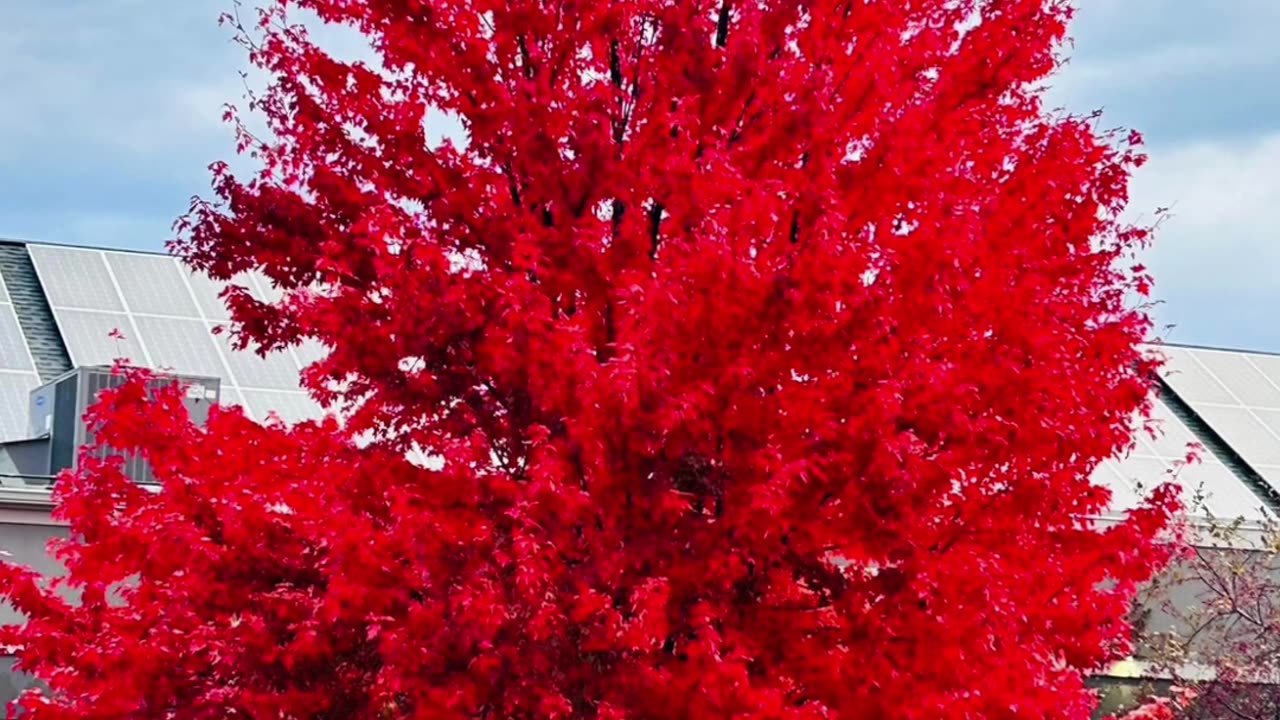 Falling in love with these fall colors