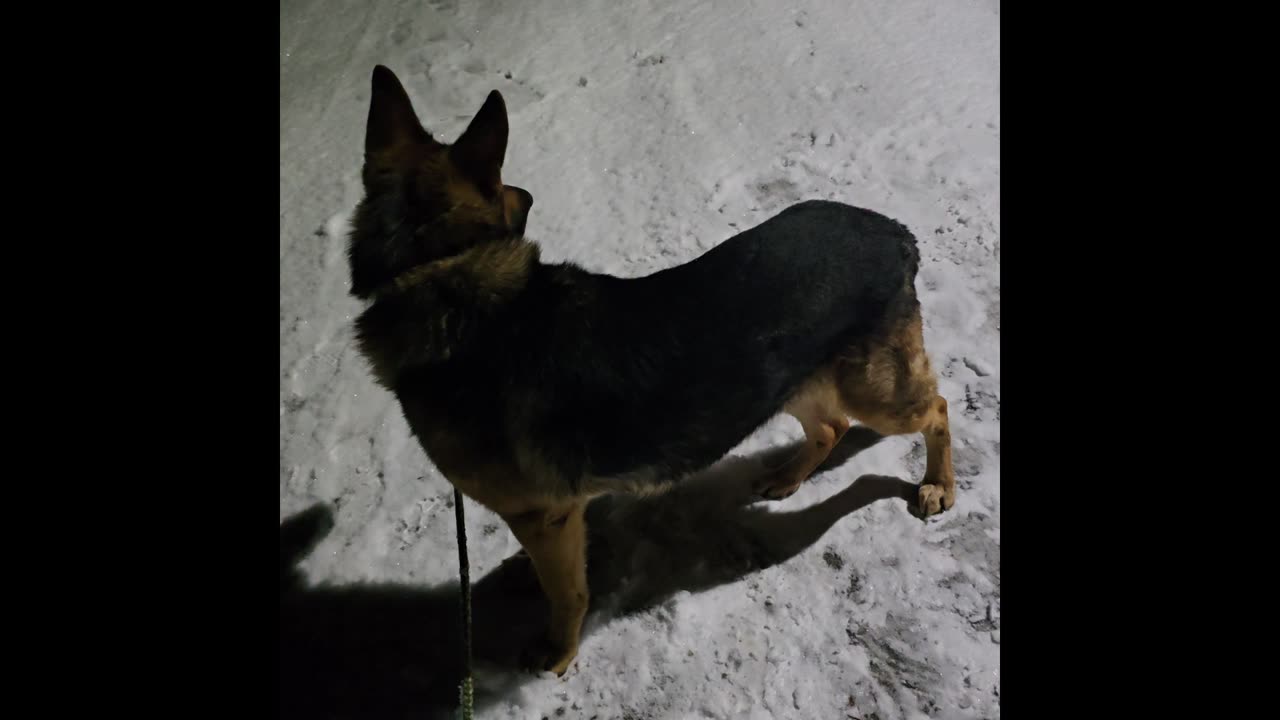 Virgil german shepherd.