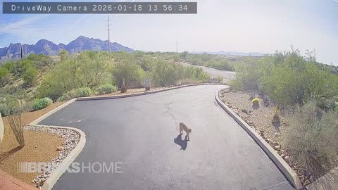 Good sized Bobcat middle of the day