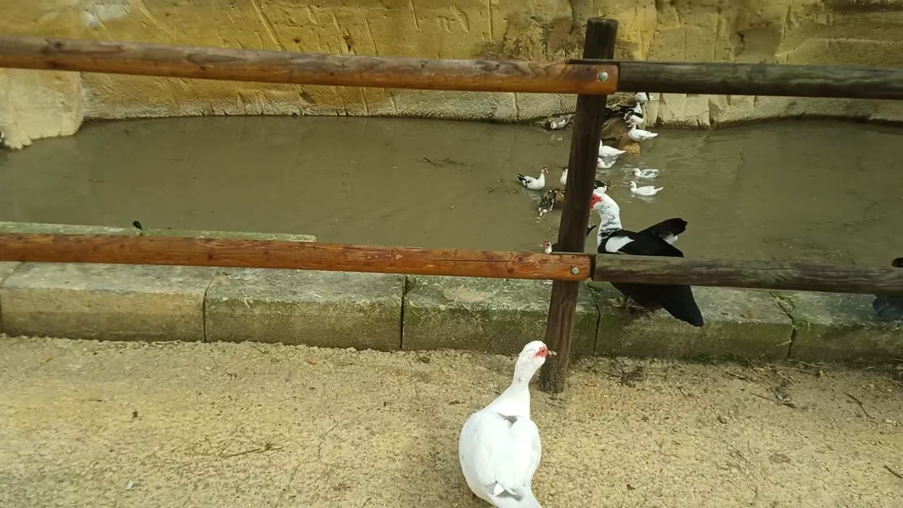 Besuch bei den Enten am Rande von Victoria Gozo am 21.02.2024