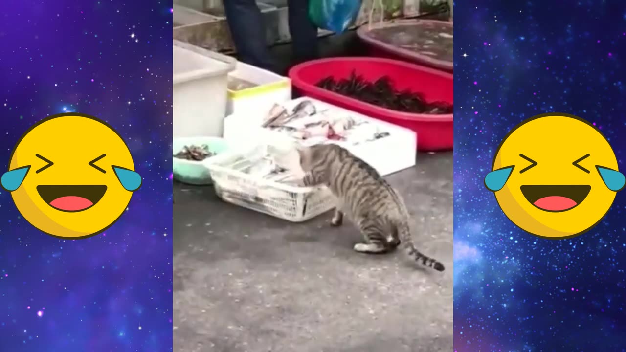 Funny Video 2023-Episode 02 _Funny cat _funny dog