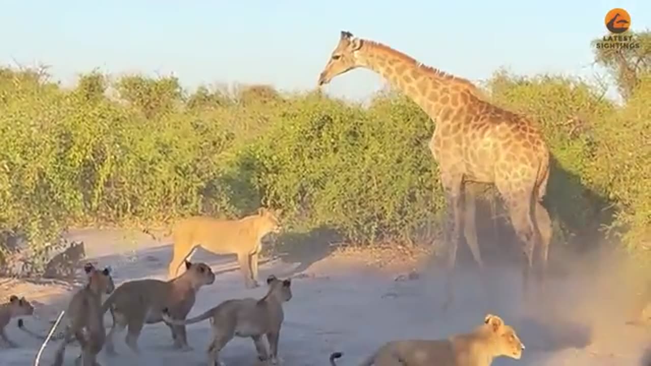 *Title:* Lion Rides Giraffe to Bring it Down