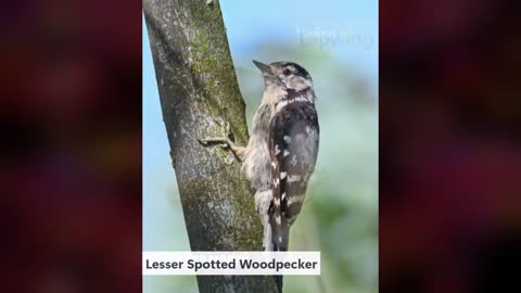 🦜🇺🇦 Ukraine Russia War | Birdsday Thursday: Why Birdwatching in Ukraine Might Surprise You? 7… | RCF