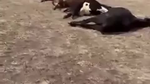 Every Last One of These Cows Were Up To Date on Their Safe and Effective Mrna Vaccinations