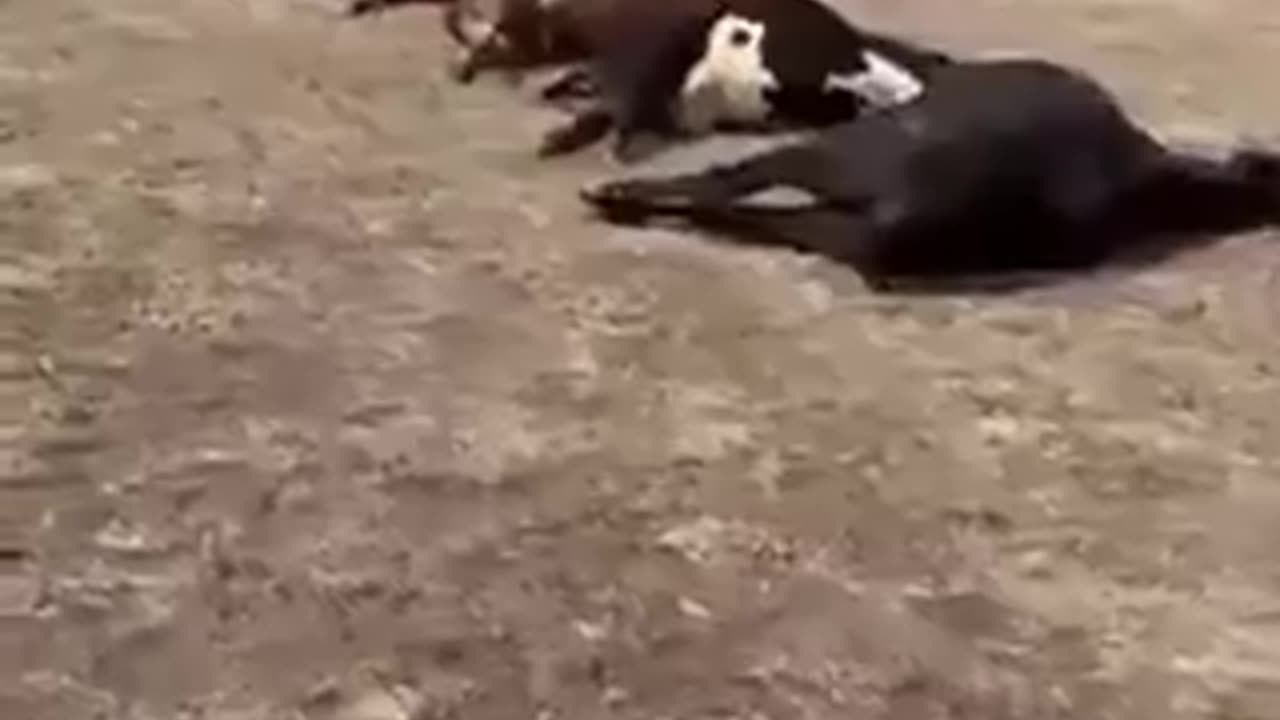 Every Last One of These Cows Were Up To Date on Their Safe and Effective Mrna Vaccinations