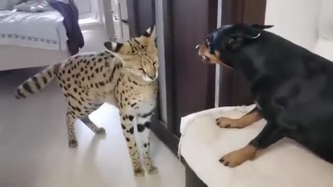 It approached the dog with polite and calmed it down.. 🐶🤣