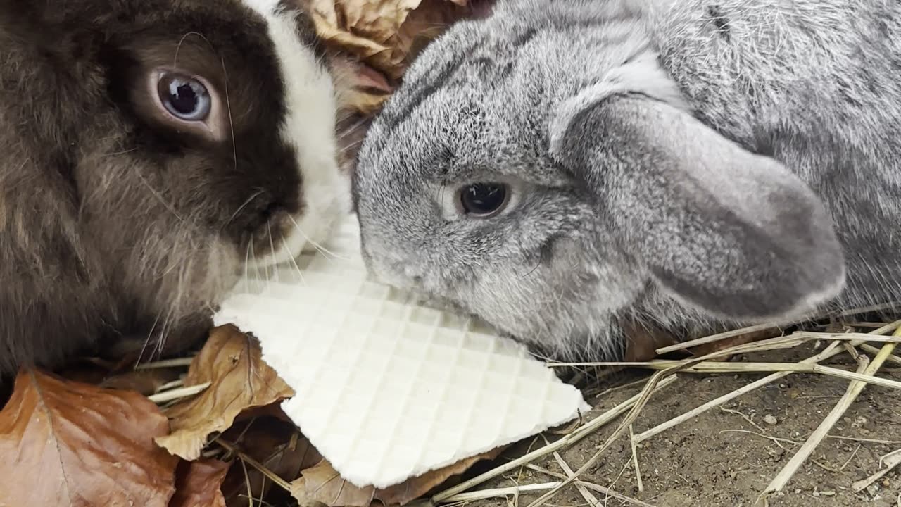 bunnies having snack time together! 🥕🐇