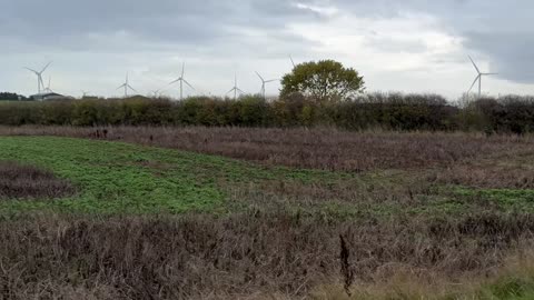 31/10/25 7mile trail run with willow