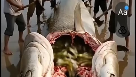 Rescue small fishes from giant shark