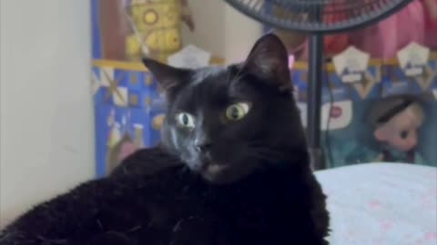 Cute Precious Piper Poses with a Fan - My Adopted Shelter Cat Vlog #shorts