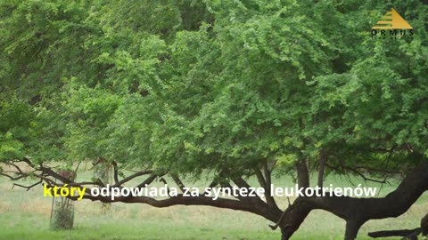 Boswellia – Sekret Natury na Stany Zapalne i Ból Stawów! 🌿🔥 Odkryj Jej Moc!