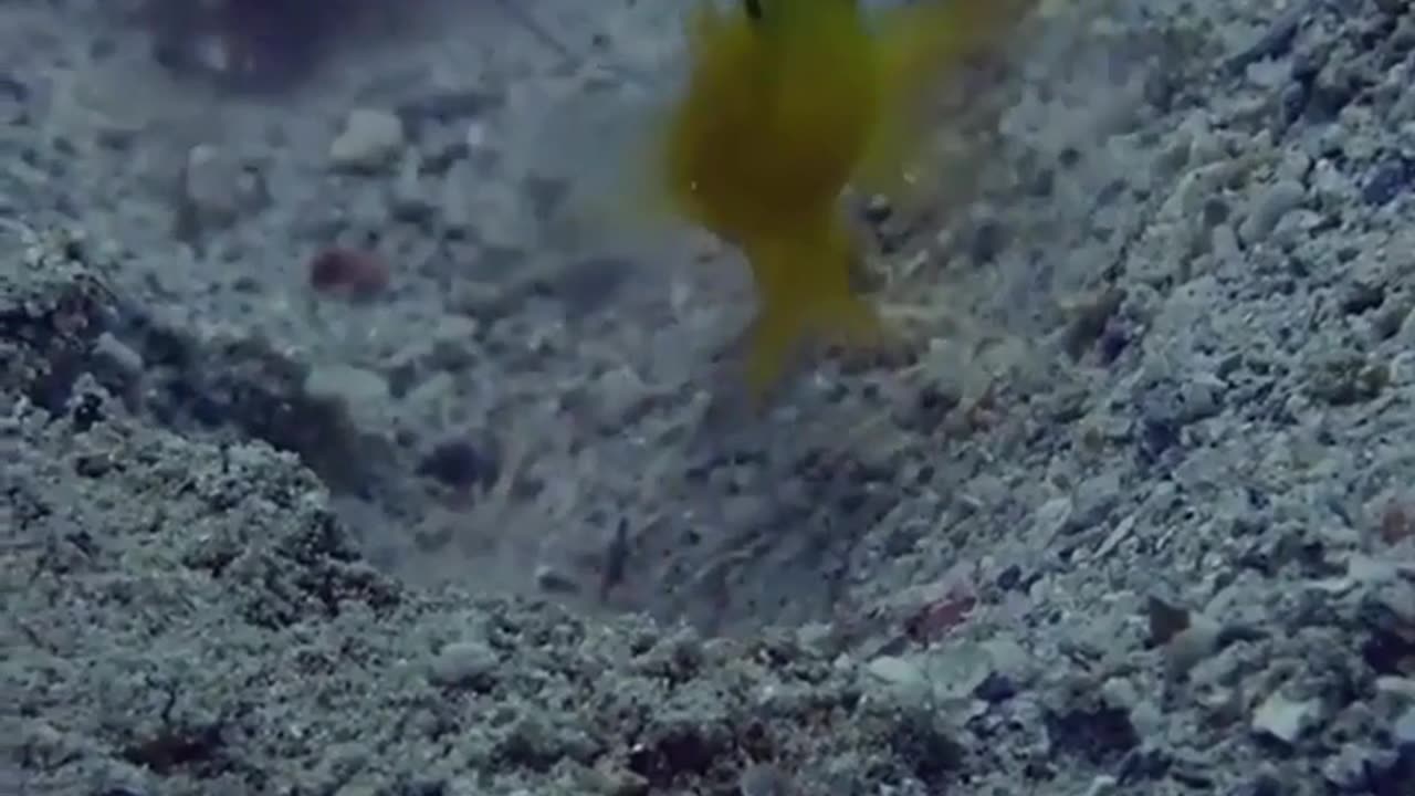 🐟🦐 This Unlikely Friendship Will Change Everything You Thought About Nature! | FeedMyCuriosity