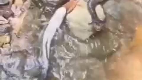 Funny videos 😂 of fish 🐟 and frogs 🐸