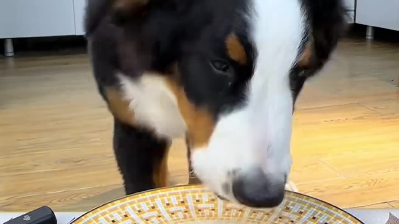 "The Elegant Dining Moments of a Dog"