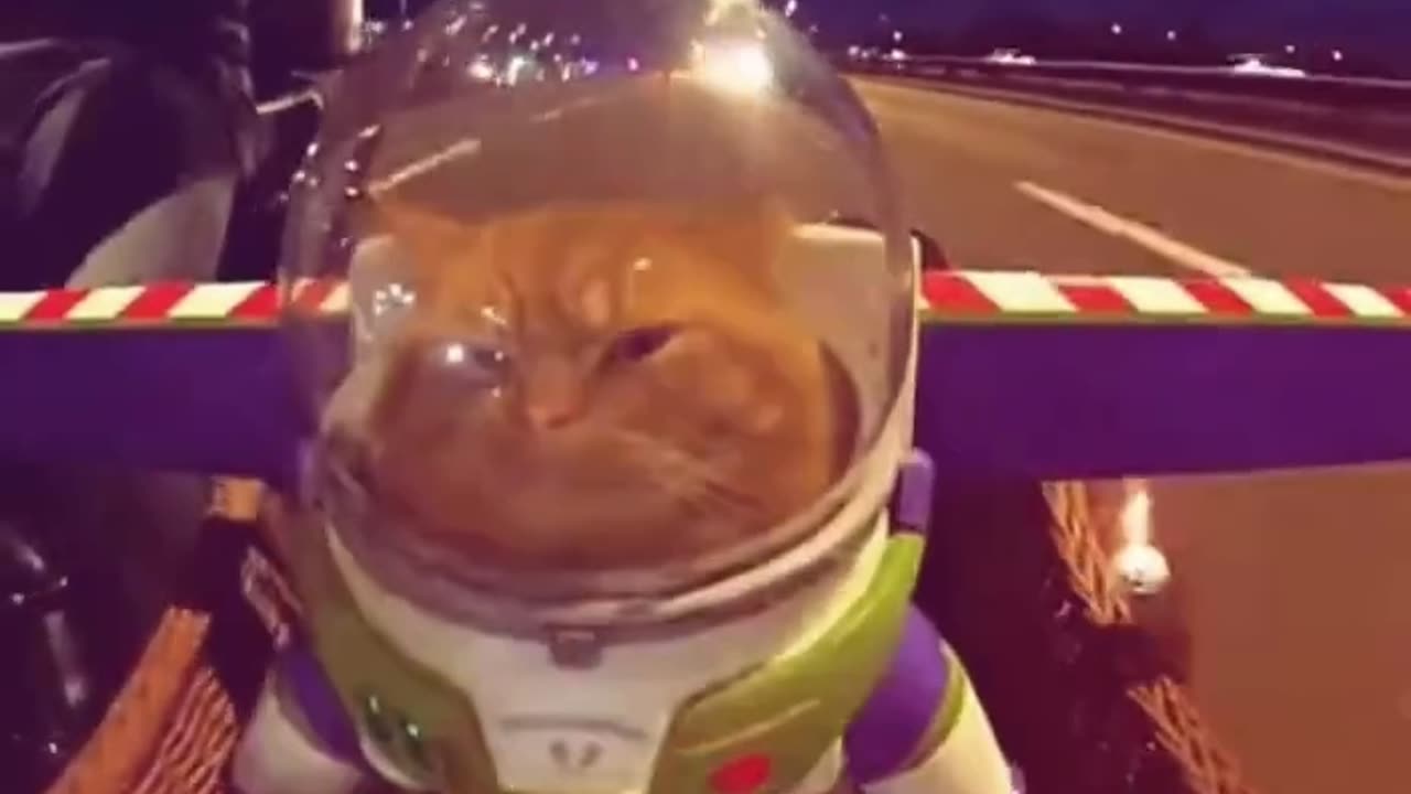 Buzz LightCat