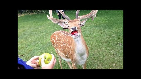 Funniest ANIMALS Videos 2025 That Will Blow Your Mind! 😂