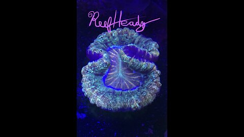 Reef News