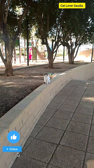 The Cat video in saudia arbia Garden ❤️