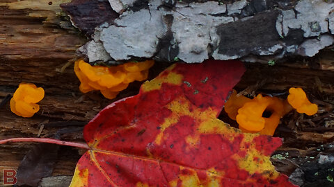 VINTAGE MINOLTA MD ROKKOR-X 45mm 1:2 AUTUMN