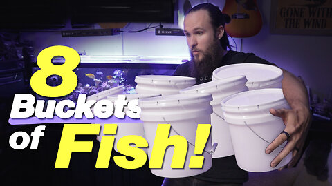 I Put Tons of Fish in My Aquarium and This Happened!