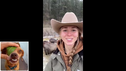 A little bit of everything series (episode 15: Animals)