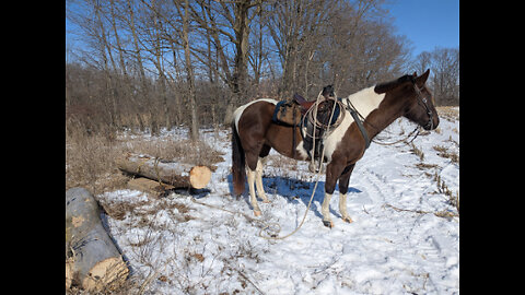 Firewood towed by saddled horse - 22 Feb 2025