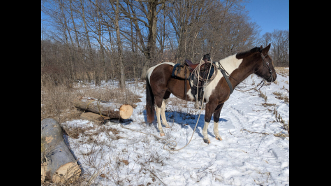 Firewood towed by saddled horse - 22 Feb 2025