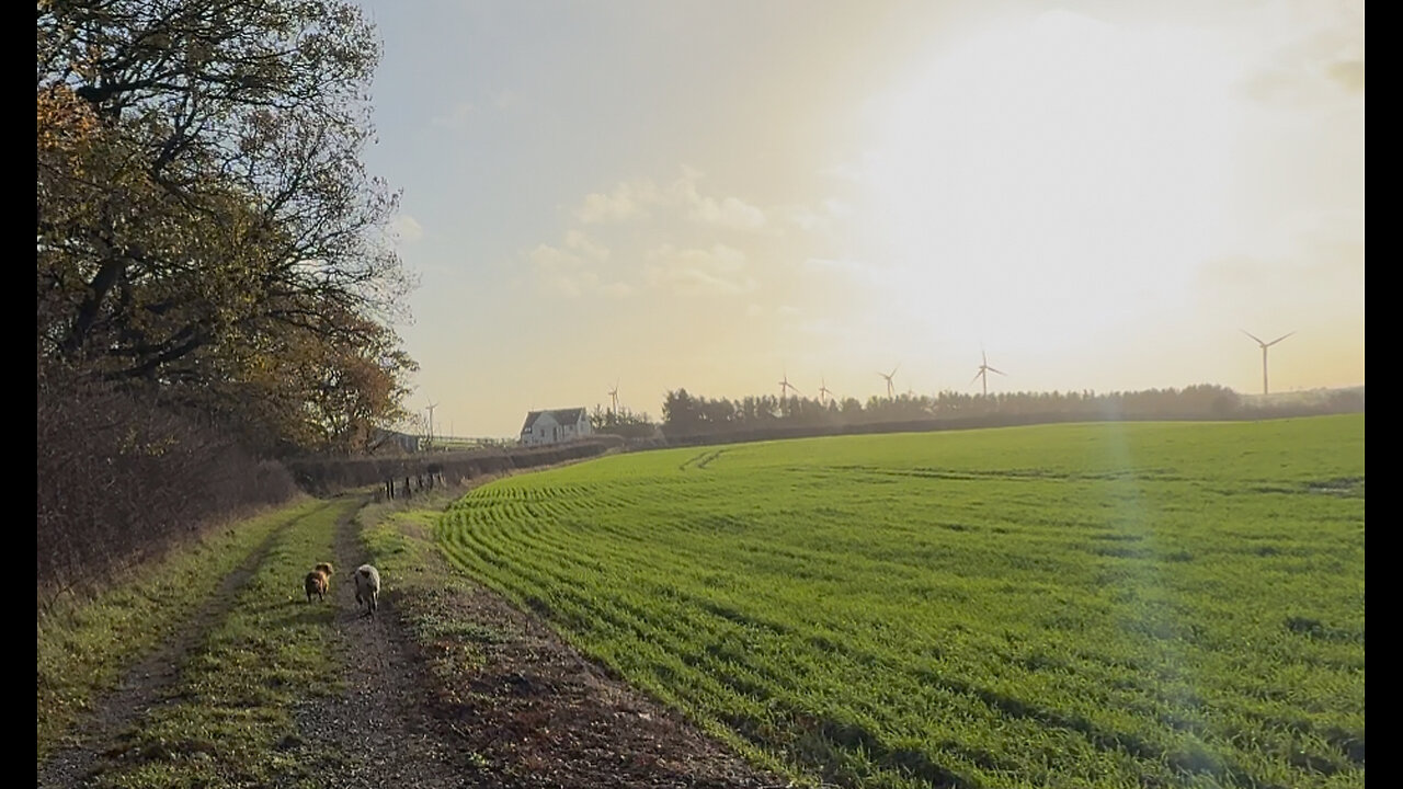 28/11/25 walk with molly and willow