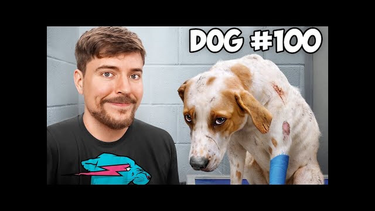 MRBEAST Saved 100 Dogs From Dying