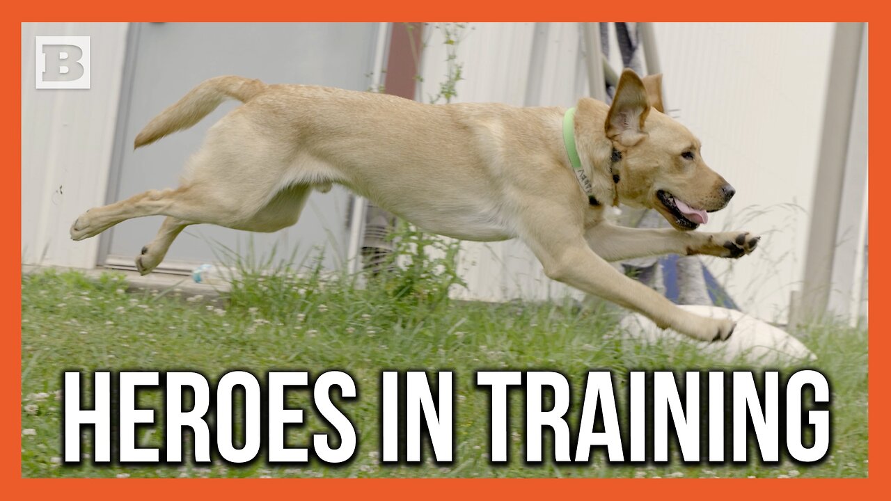 Exclusive: ATF Reveals Inside Look on How Canines Are Trained to Find Bombs and Guns