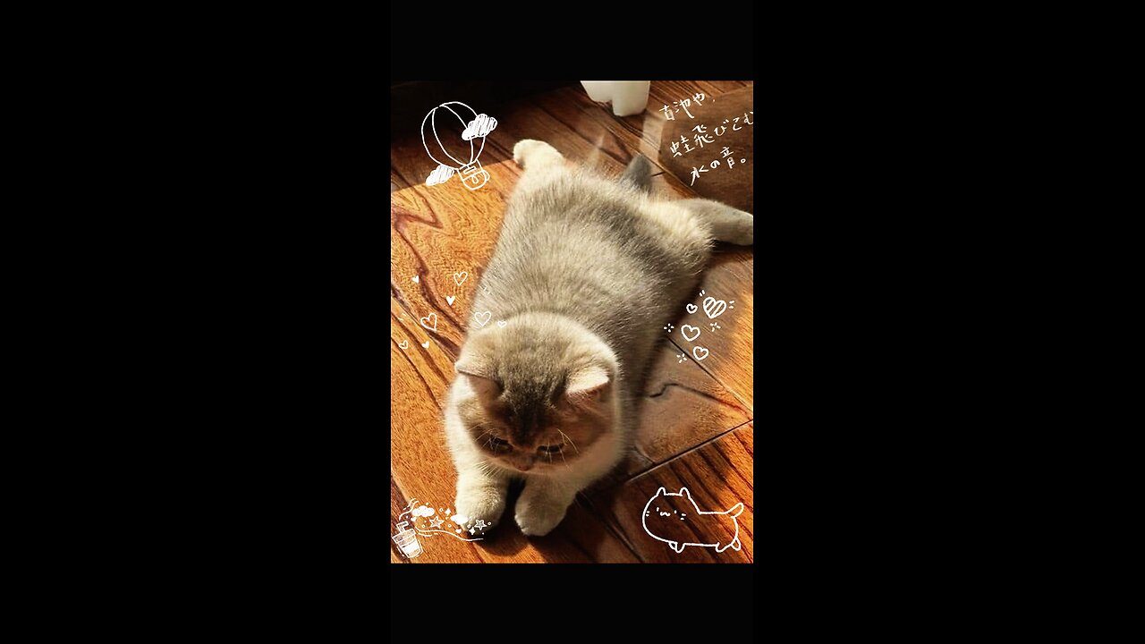 Cute kitten