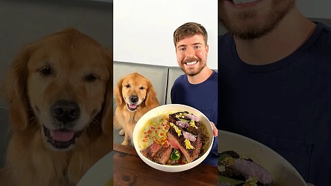 Feeding A Dog $1 vs $10,000 Steak