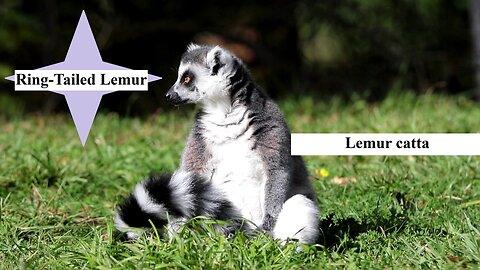 Ring-Tailed Lemur-Lemur catta