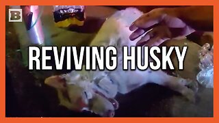 Officers Revive Dog After Pulling Husky from Burning House