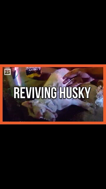 Officers Revive Dog After Pulling Husky from Burning House